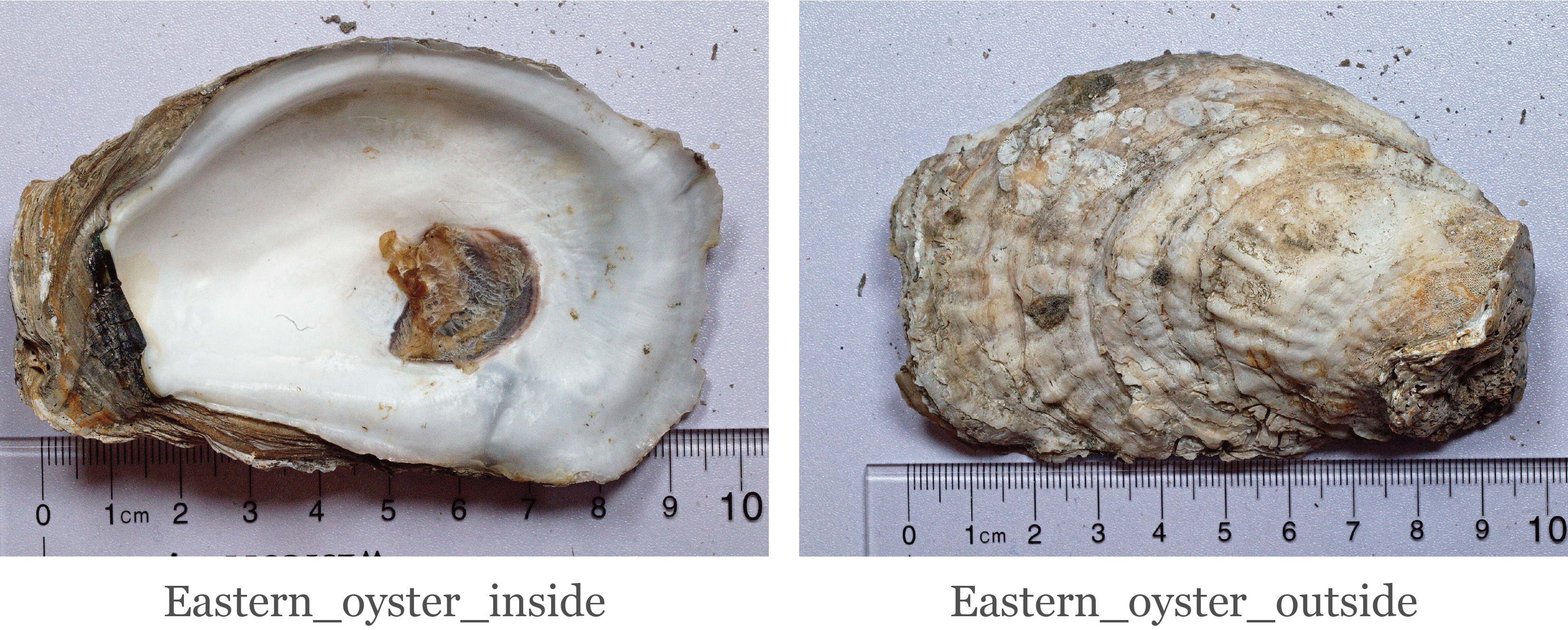 Eastern oyster inside view