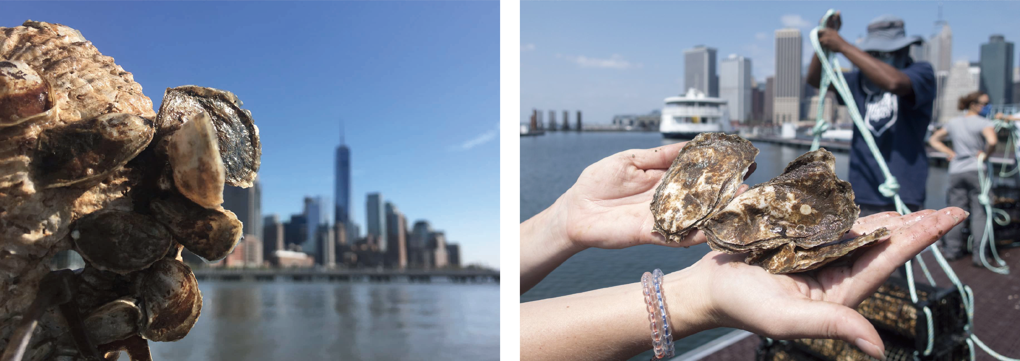 EasternOysterNewYork