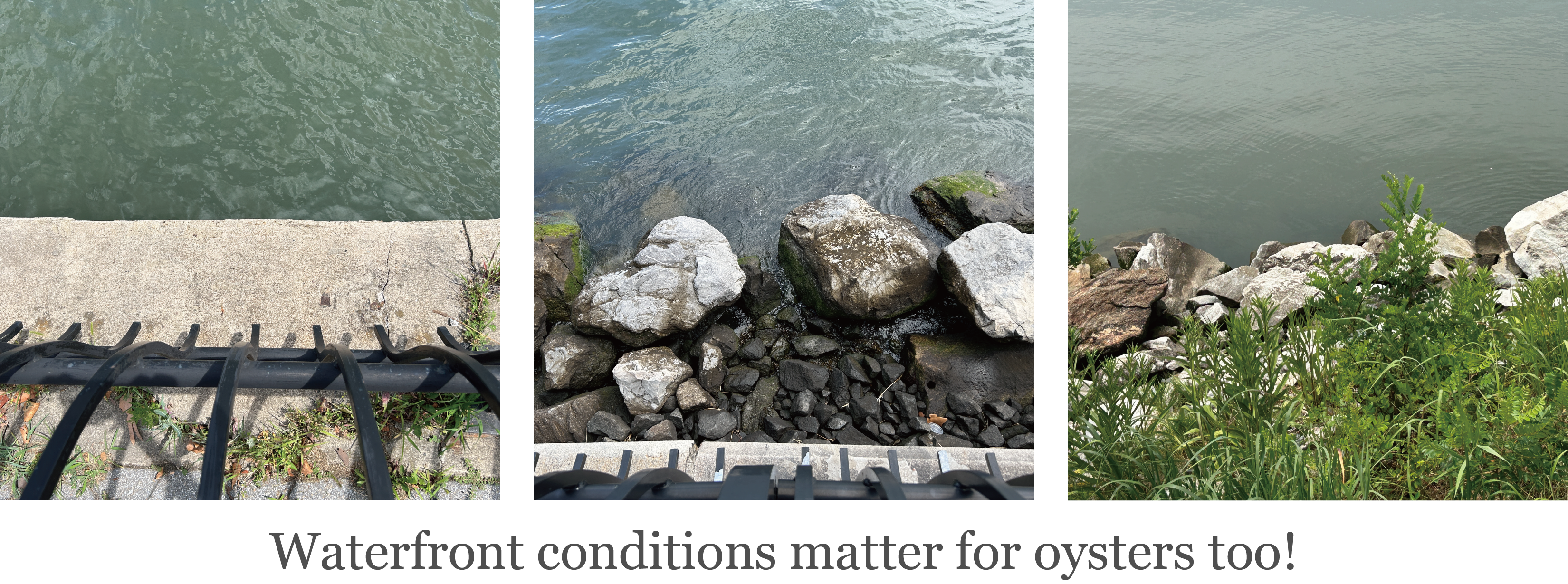 EasternOysterNewYork